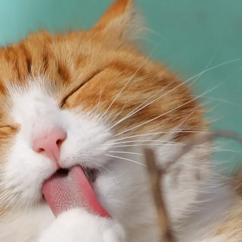 Out of Hours Close-up of a ginger tabby cat grooming itself outdoors in soft sunlight.