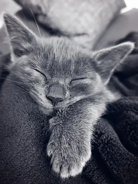 cat, animal, kitten, sleeping, pet, feline, anima, mammal, monochrome, fur, whiskers