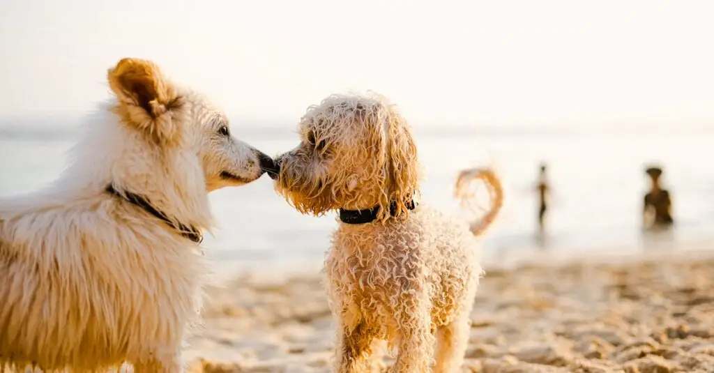 Two cute dogs meet on a sunny beach with people in the background.