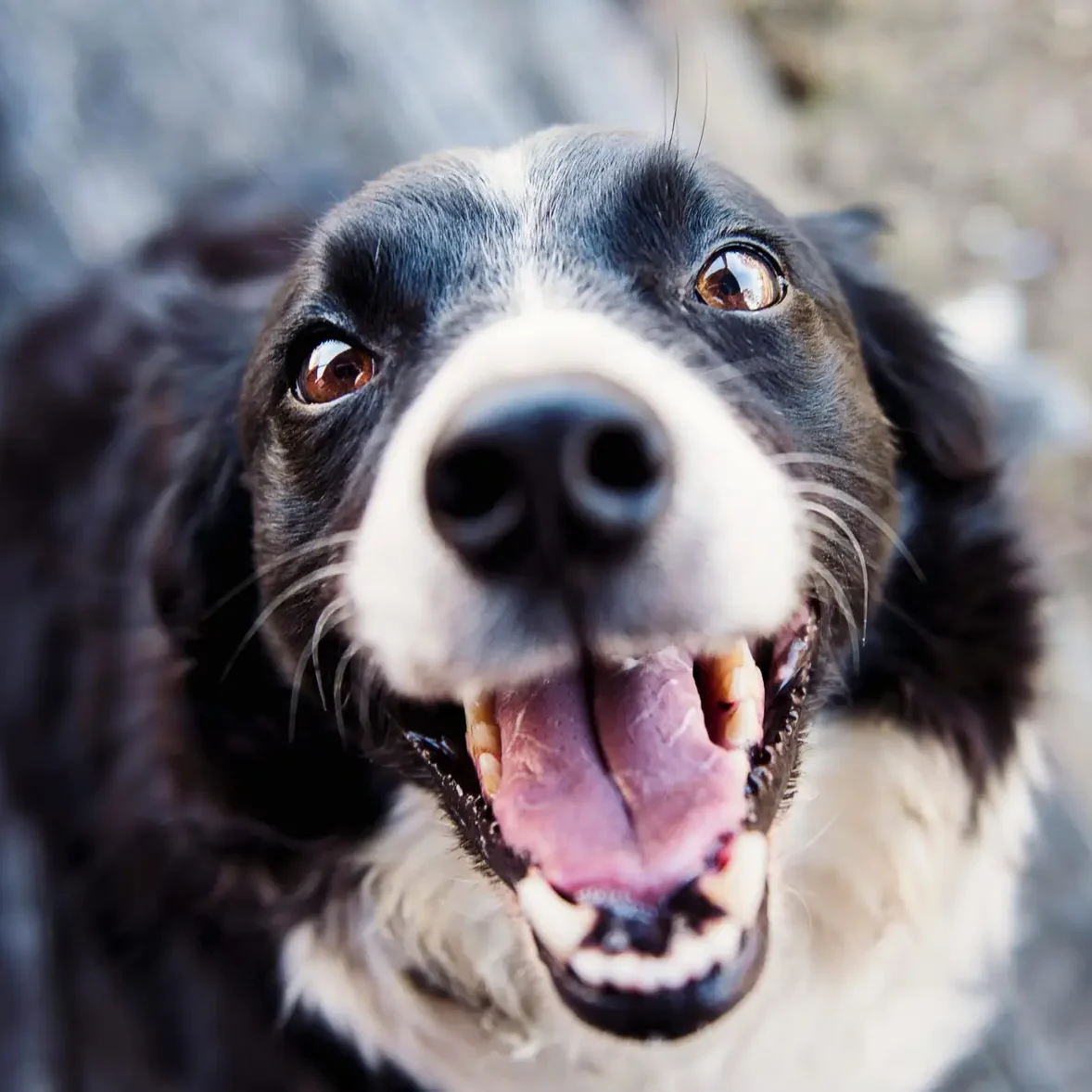 Out of Hours Playful Border Collie looking up with a joyful expression and tongue out.