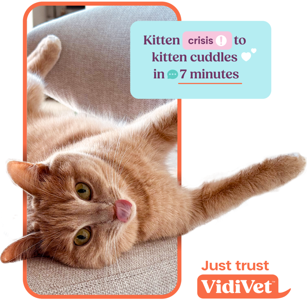 vidivet kitten cuddles