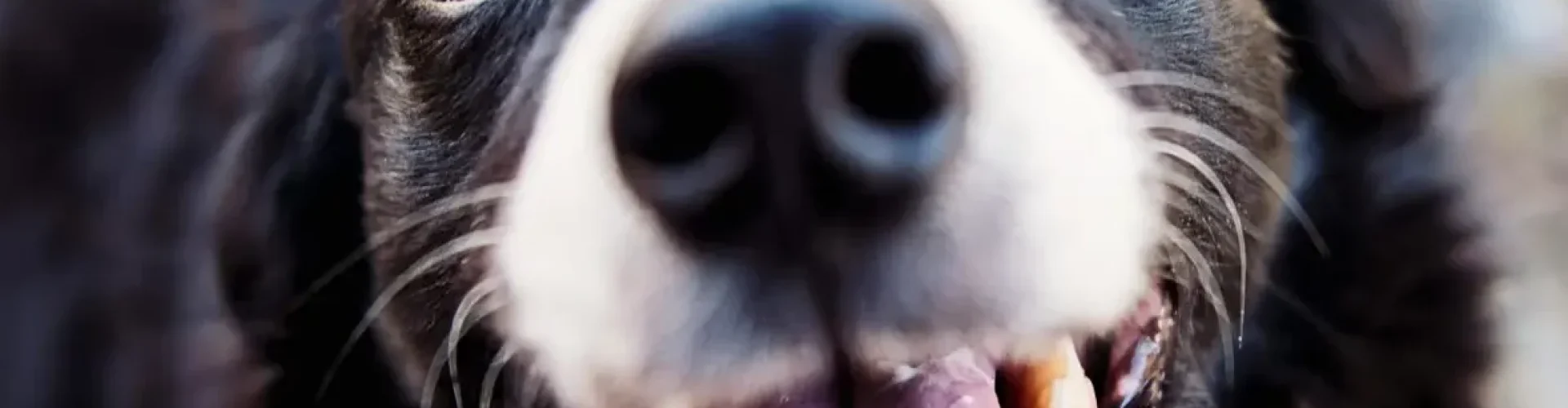 Playful Border Collie looking up with a joyful expression and tongue out.